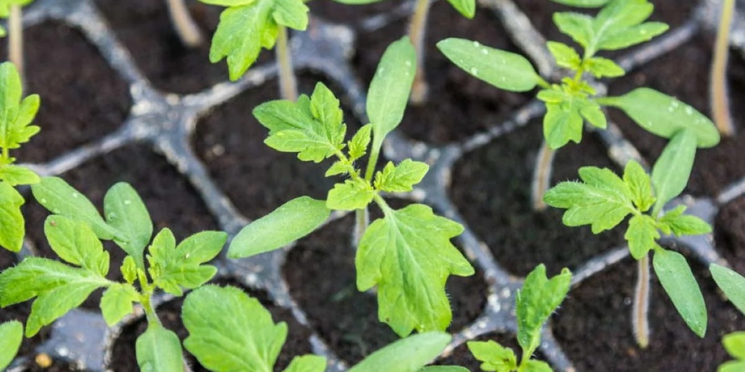 Выращивание рассады томатов