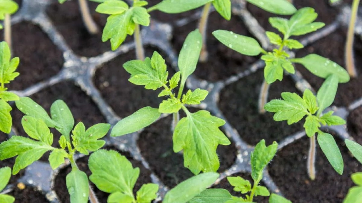 Рассада томатов