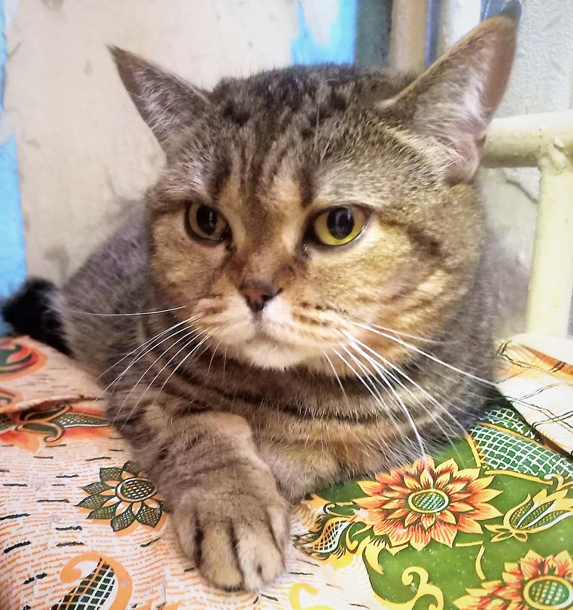 Аут-артистизм во всю морду)