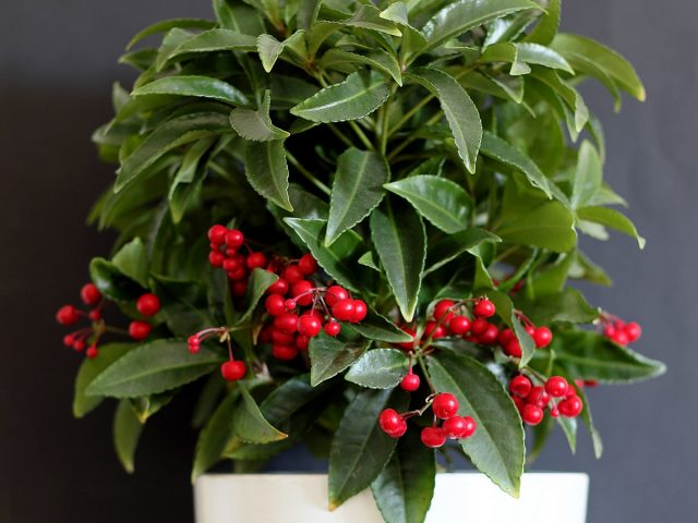 Ардизия городчатая (Ardisia crenata). © croppit