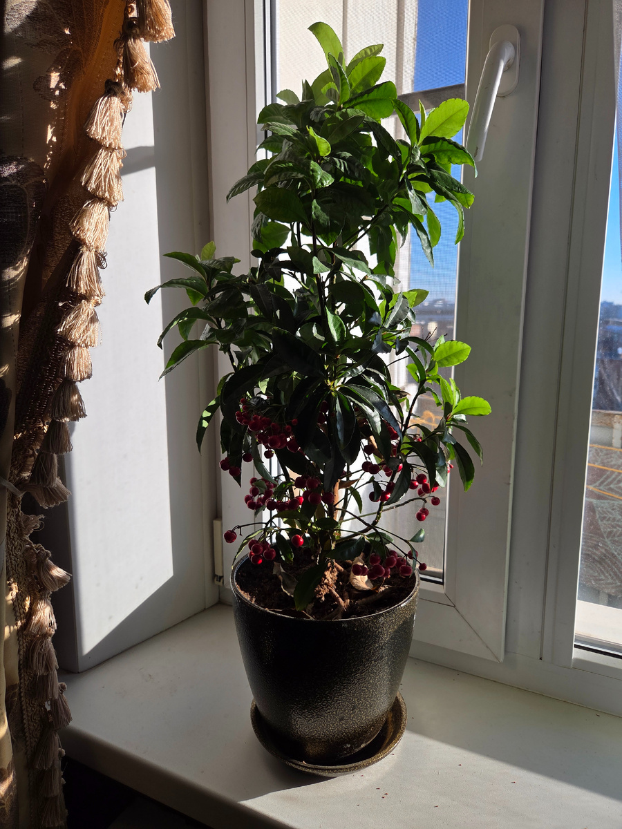 Фото: Зеленая леди, сад, семья и томатный сок 