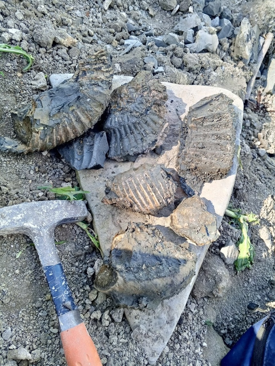    Возраст найденных пород определили с помощью аммонитов - вымерших головоногих моллюсков / Фото: Самарский политех