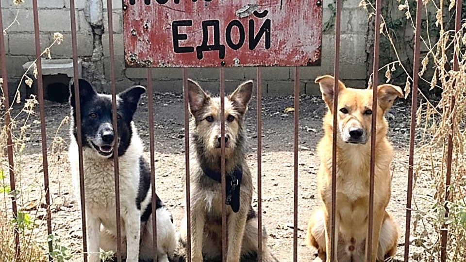 "Ковчег" тонет в пустых мисках: 50 душ на грани голода! 🙏 Умоляем, не дайте им погибнуть! 💔