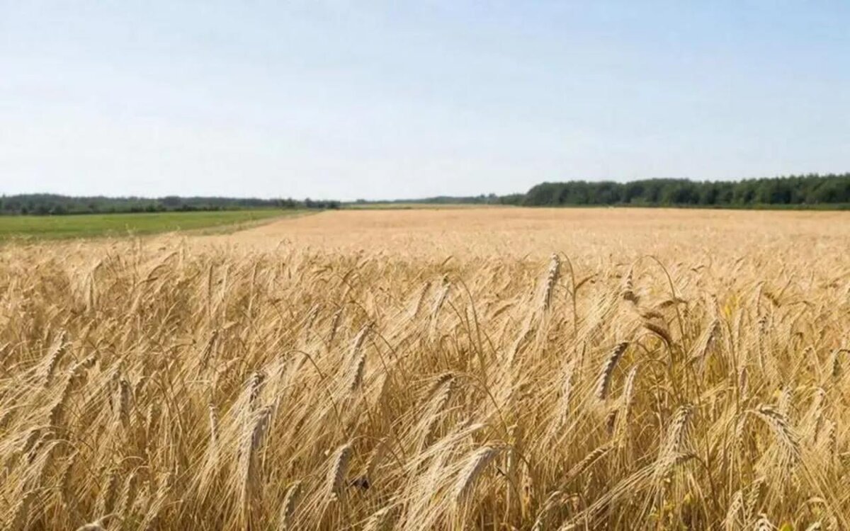    Ростовский зернотрейдер подал иск к Сирии почти на 11 млрд рублей Фото – GigaChat