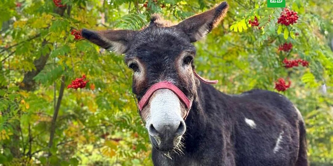 Помогавший бойцам СВО осел Жорик поселился в Московском зоопарке