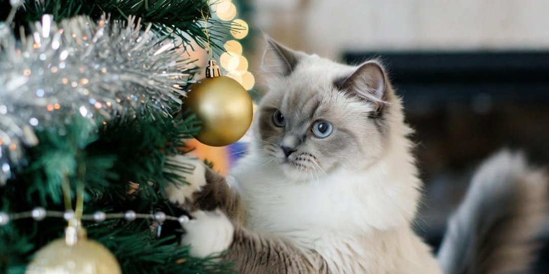 Домашние животные в Новый год: праздник без стресса для питомцев