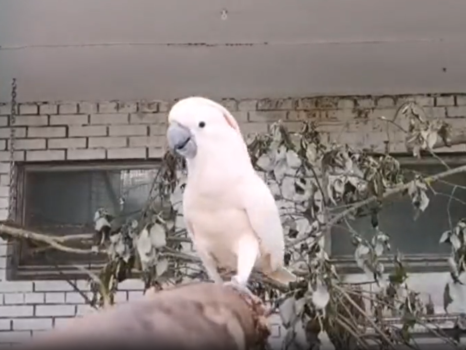    Фото: Центр воспроизводства редких видов животных