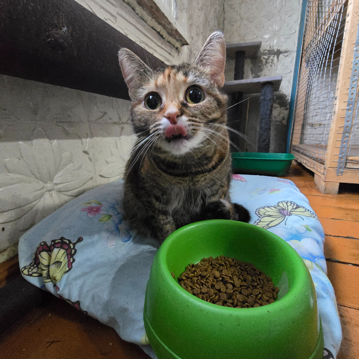 огромные глаза полные надежды и голода