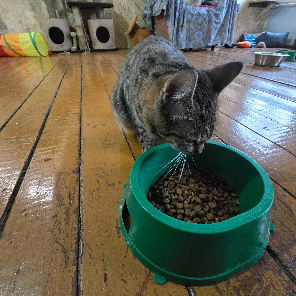 сосредоточенно ест последние крошки из миски