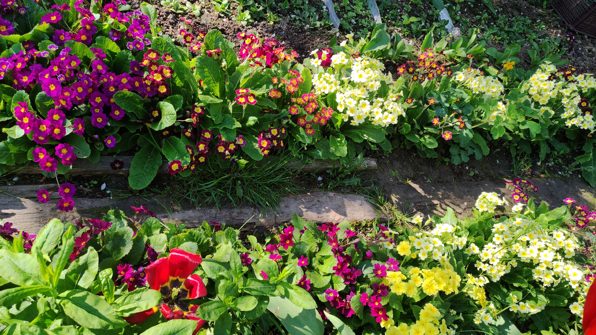 Кусочек весеннего цветения в моём саду