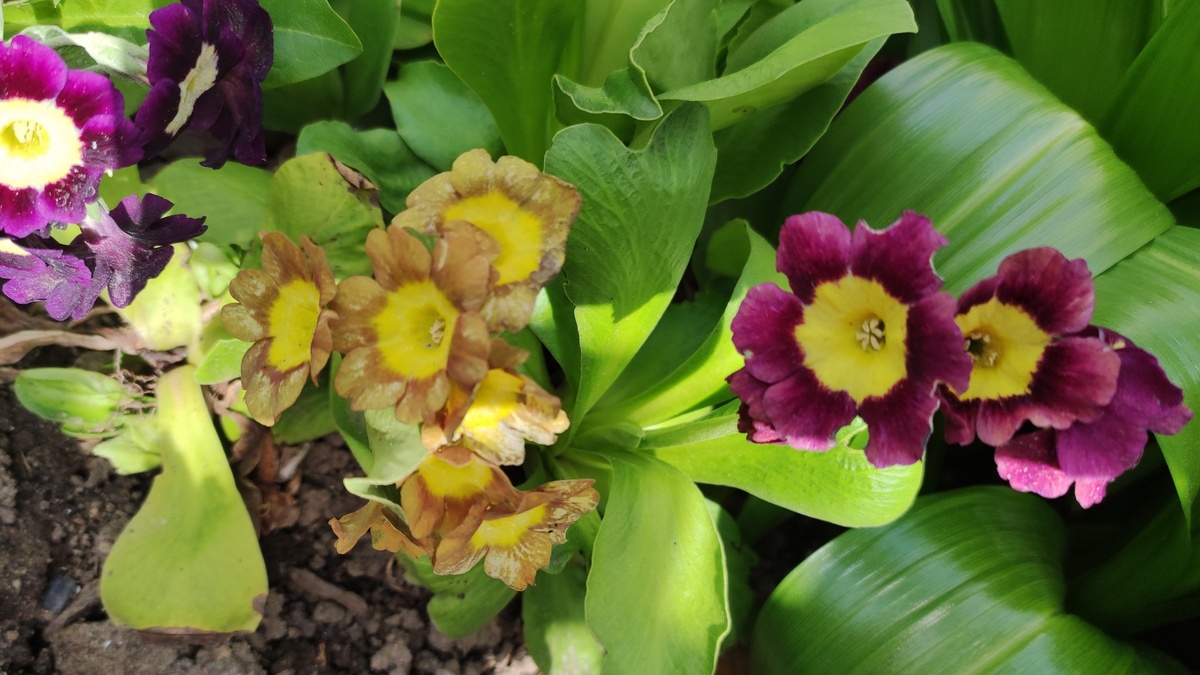 Фото, кстати, после майского снегопада, поэтому все растения всмятку