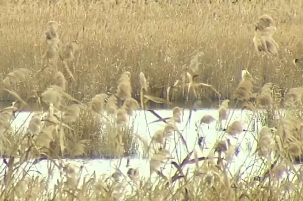    Станичники пожаловались на беспорядочную охоту вблизи жилых домов на Кубани