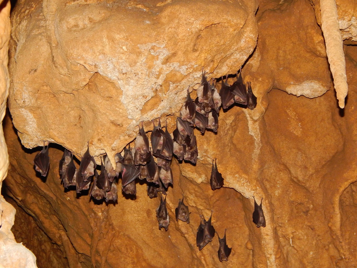 Фото укрытия с летучими мышами