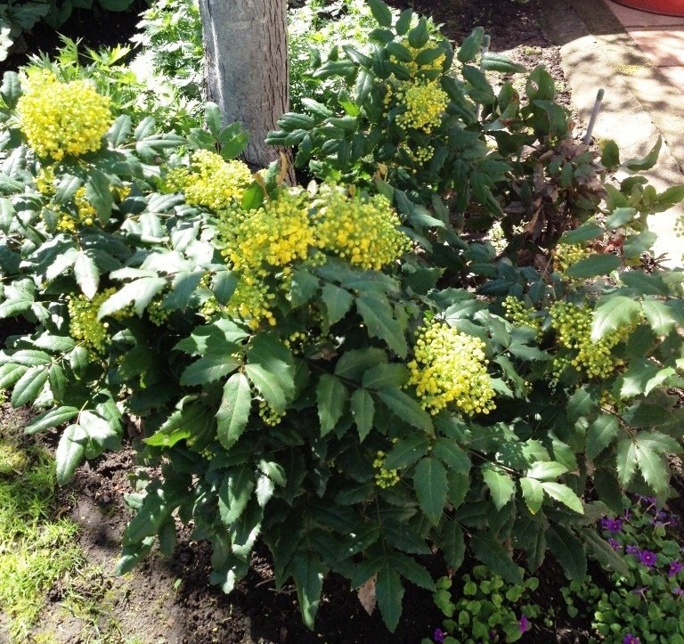 Листья красивые, но колючие