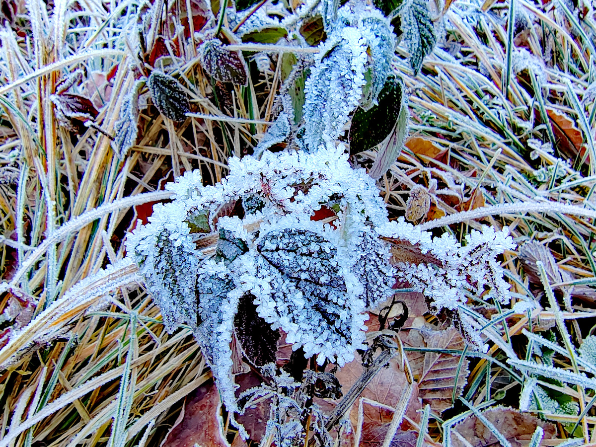 Изморозь в низинах по дороге на Яворову Поляну. Фото автора