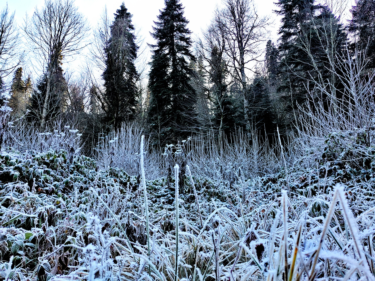 Изморозь в низинах по дороге на Яворову Поляну. Фото автора
