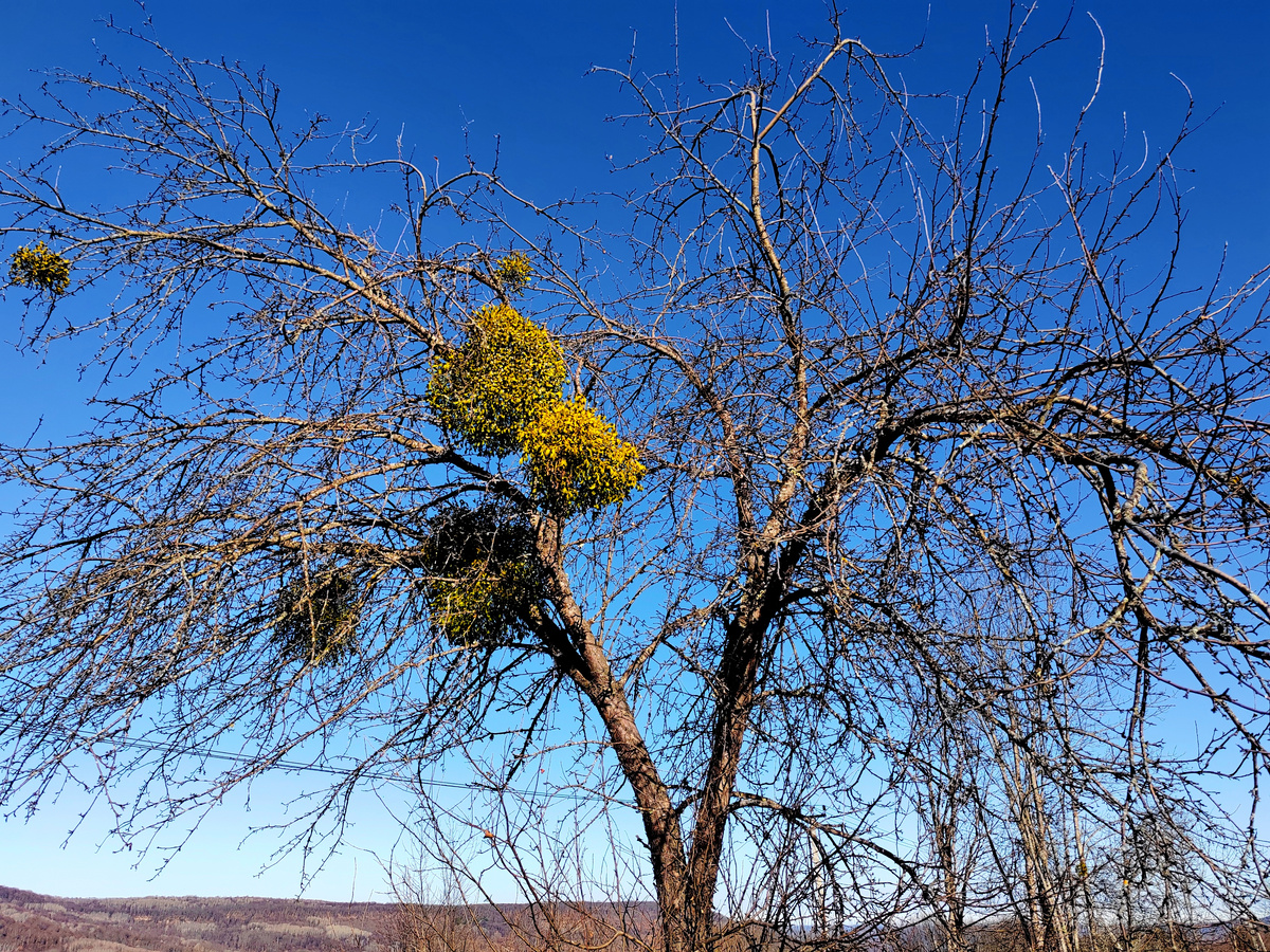 Омела белая на дереве по дороге на плато Лаго-Наки. Фото автора