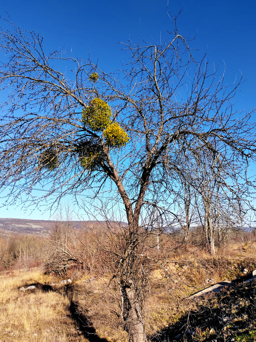 Омела белая на дереве по дороге на плато Лаго-Наки. Фото автора