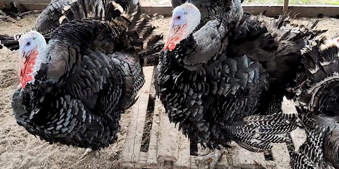 Определение заболевания Индюков по цвету помета