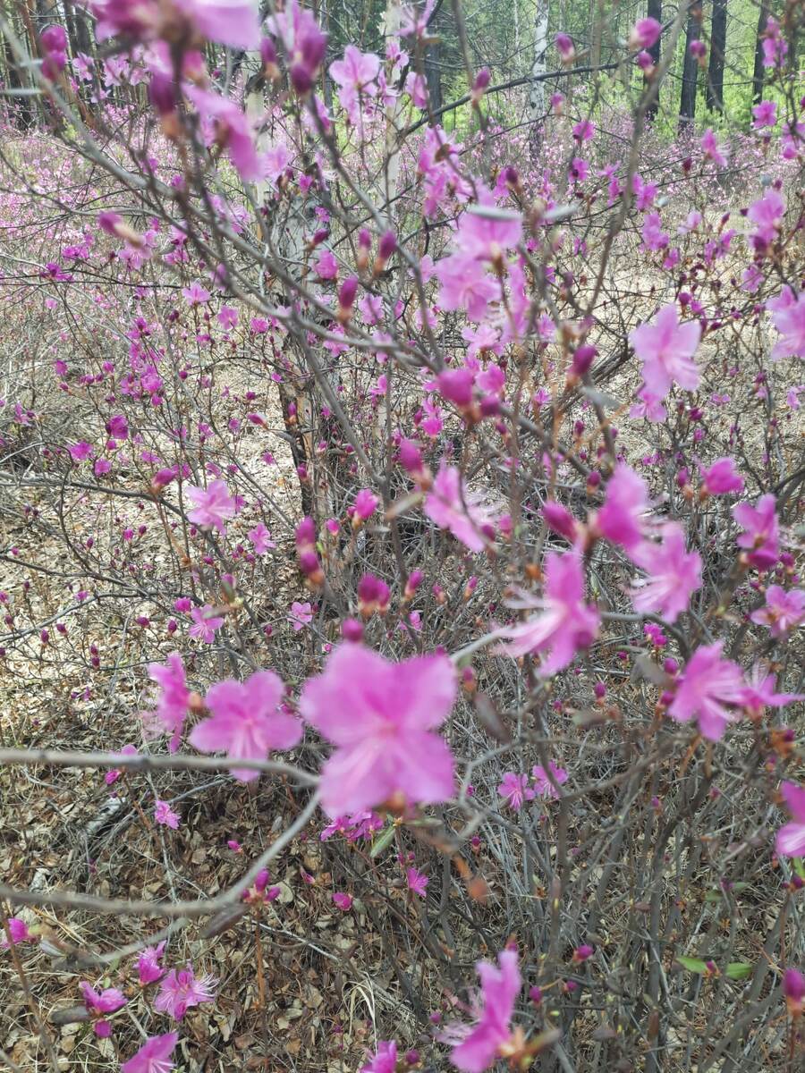 Вот он символ Забакалья - багульник. Фото из личного архива.