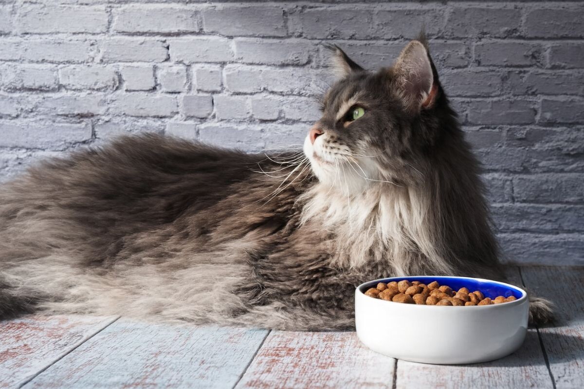 Мейн-кун и корм для крупных пород