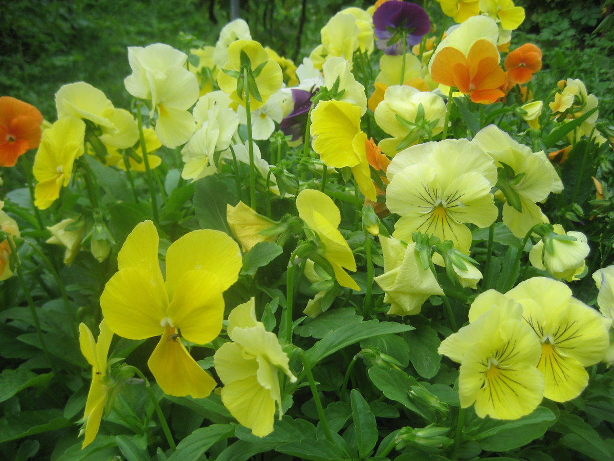 Анютины глазки -фото из личного архива.