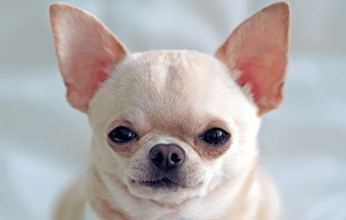    Даже у этого «зверя» есть ДНК волка. Изображение: newatlas