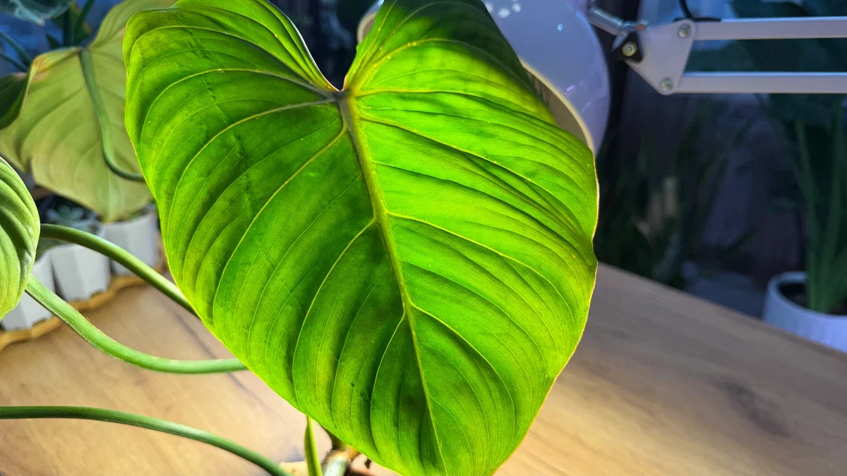 Тот самый филодендрон, который был главным героем той статьи