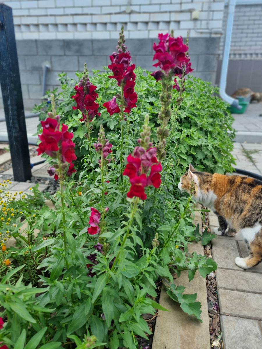 Двухлетний антирринум: стойкий оловянный солдатик