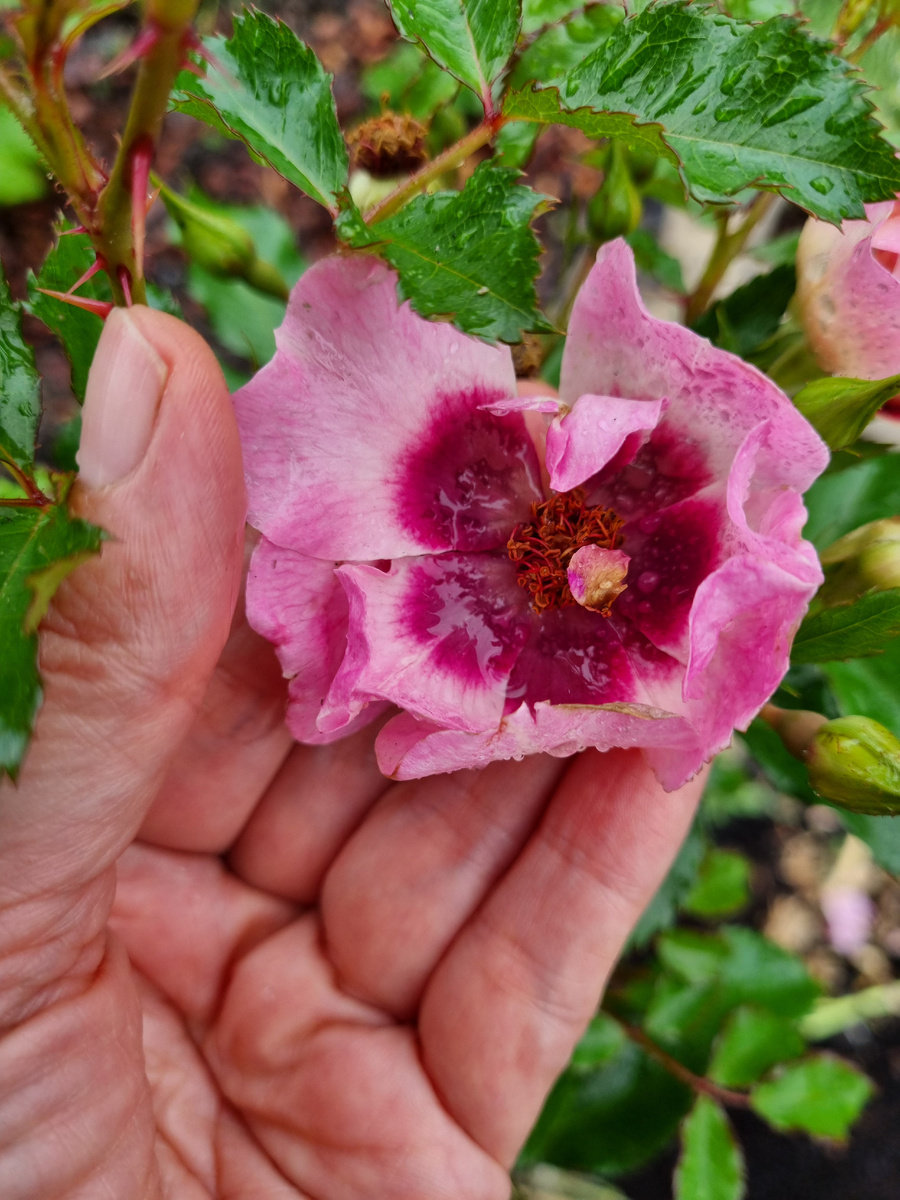 Нежная персидская роза с ее тонкими, как папирус, лепестками...