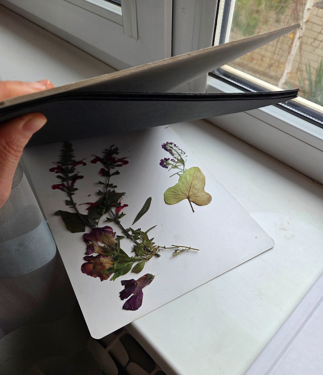 Фото: Зеленая леди, сад, семья и томатный сок