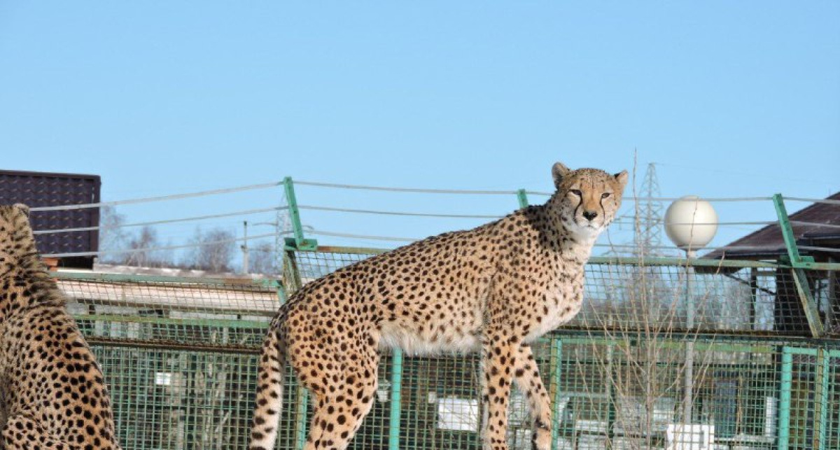    Ярославский зоопарк