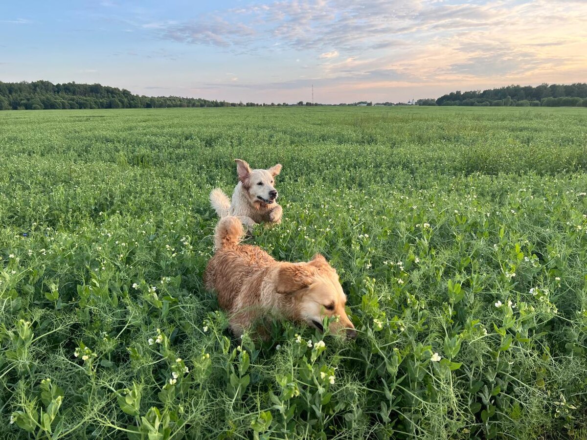 Оля Моя после купания в пруду на гороховом поле