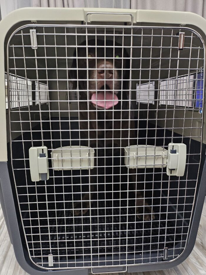 Полёт нормальный!" / фото: Vostok.Today