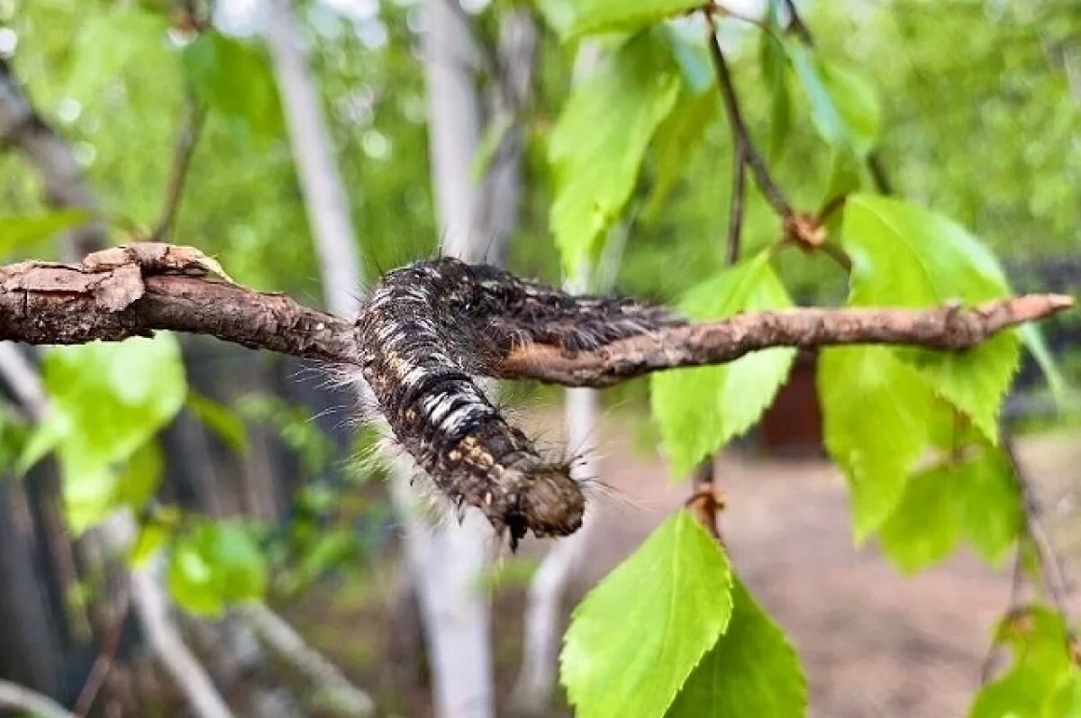    Красноярские учёные выясняют, опасен ли шелкопряд для сосен