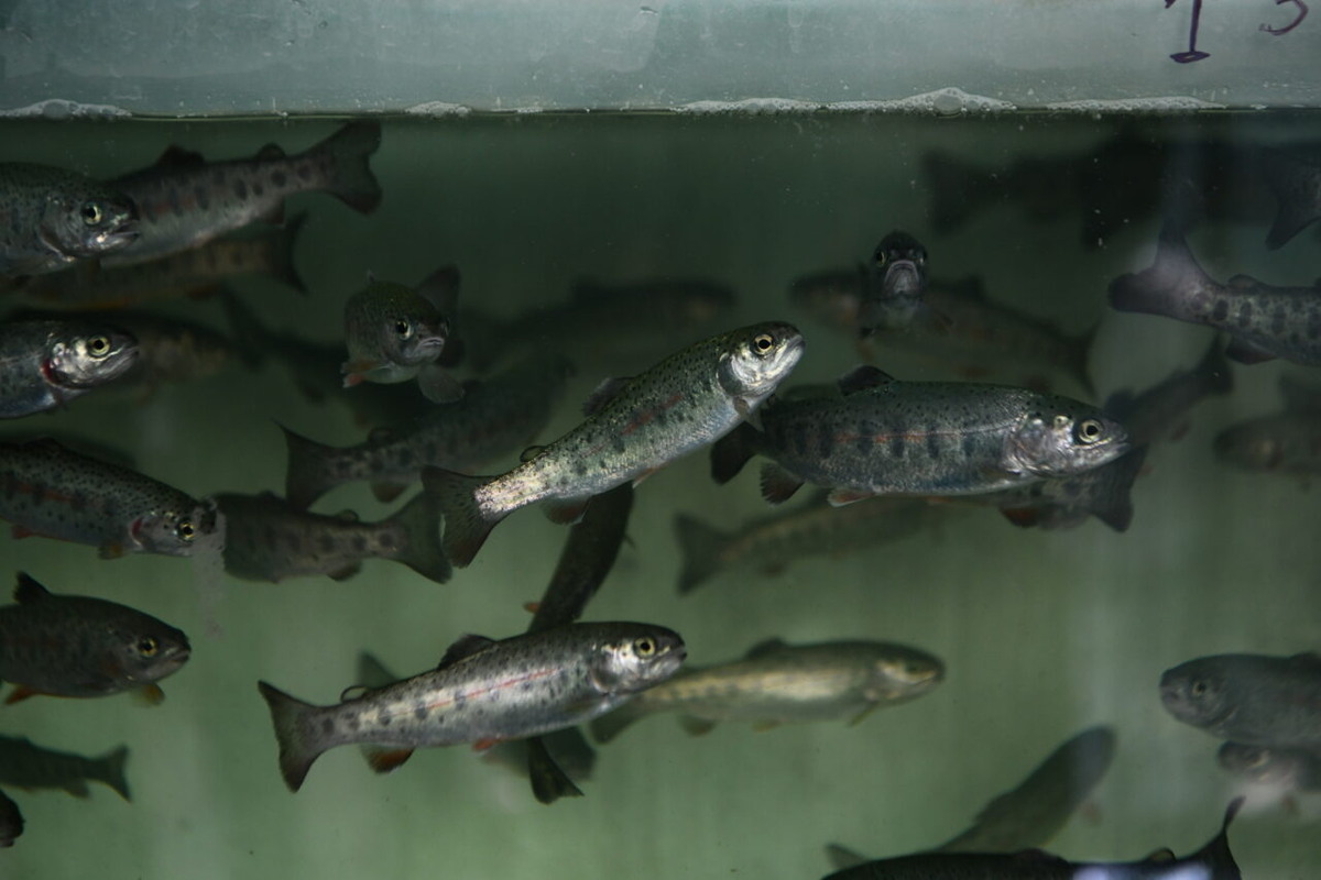    Радужная форель. Фото: «Республика» / Лилия Кончакова