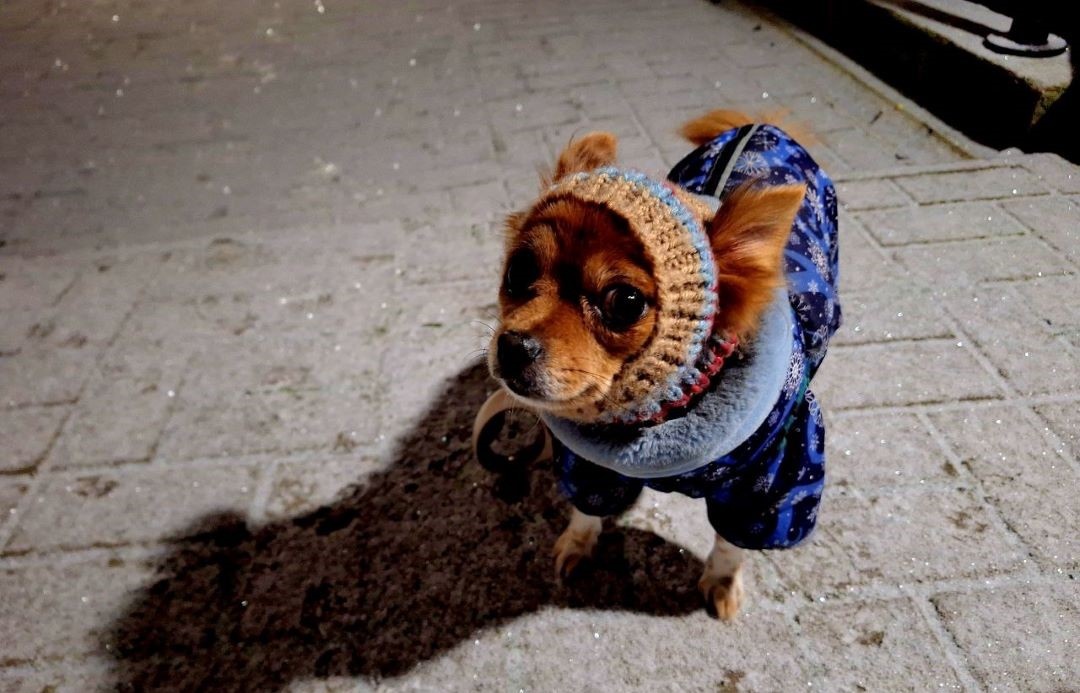 Фото автора.Вечер первый снег.