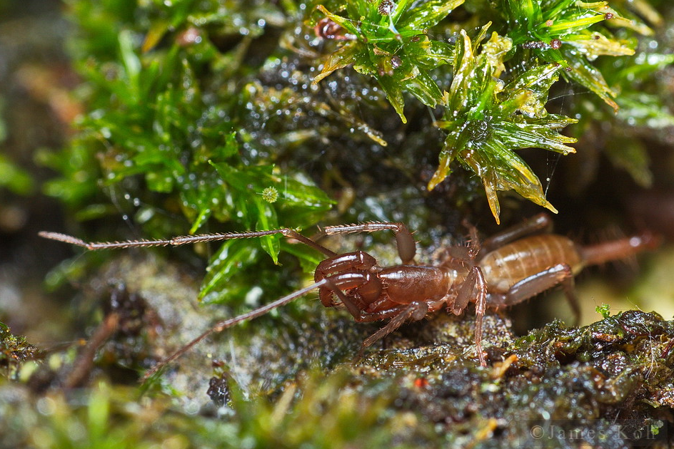 Шизомиды (отряд Schizomida)