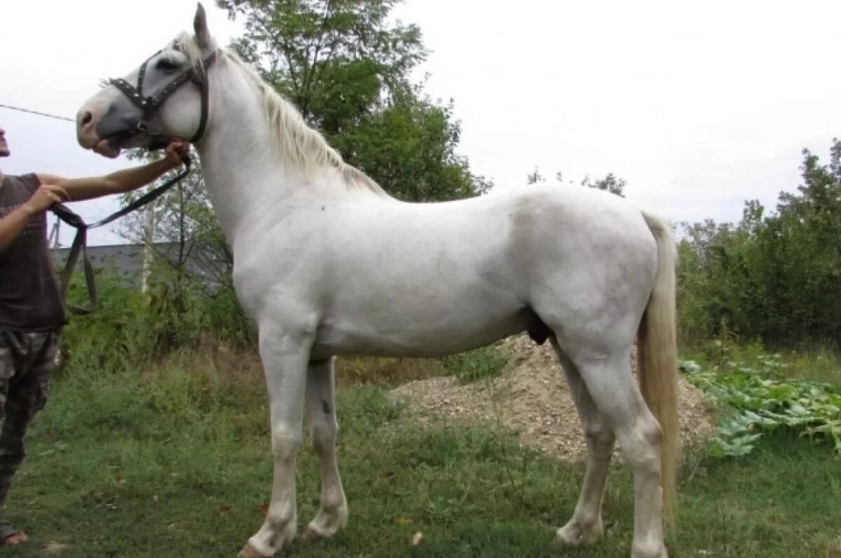    На Кубани 16-летнему парню грозит до 6 лет лишения свободы за кражу коня