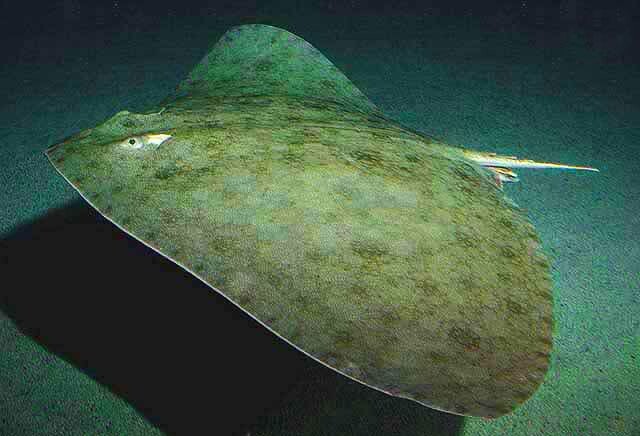 Скат-бабочка.