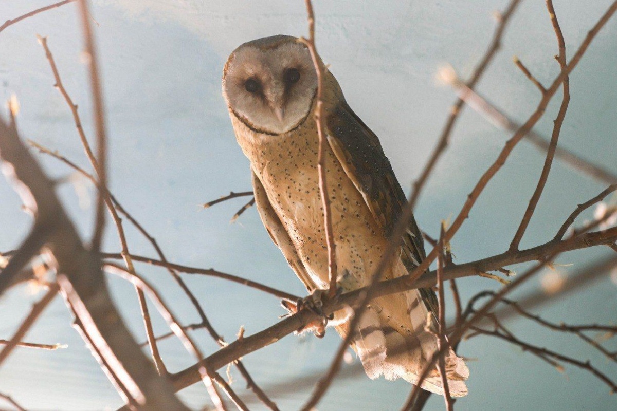    Фото: пресс-служба зоопарка Екатеринбурга.