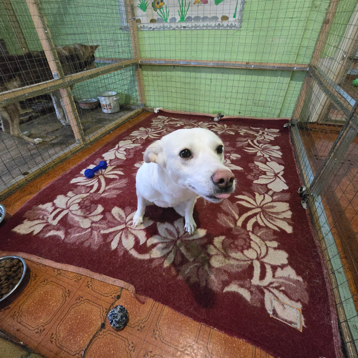 белая собака в вольере на ковре