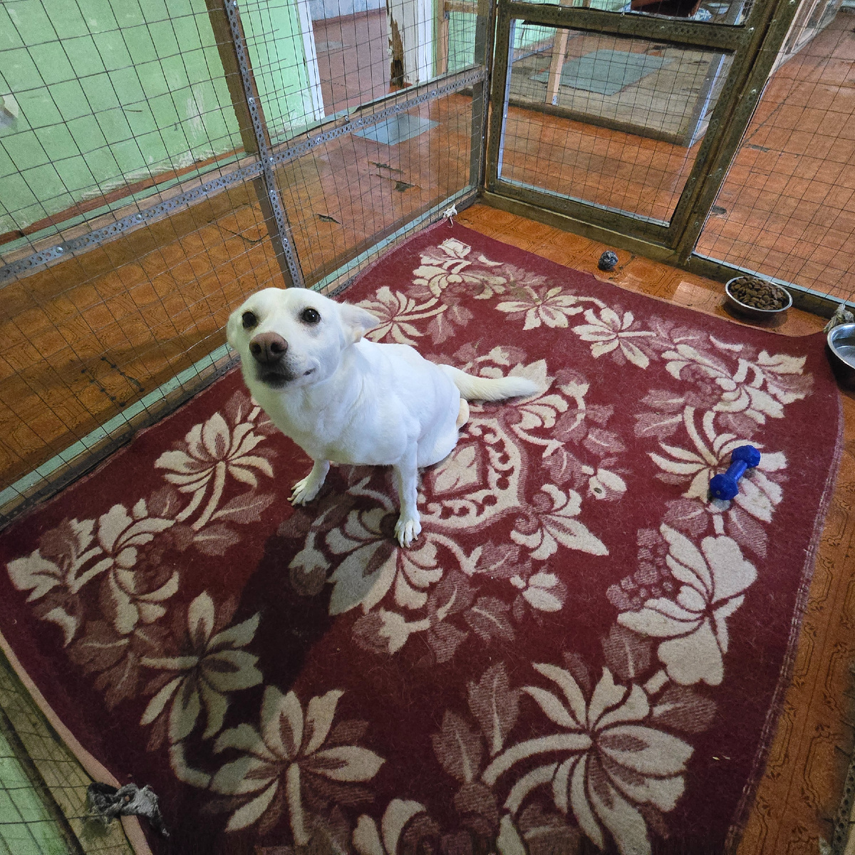 собака смотрит