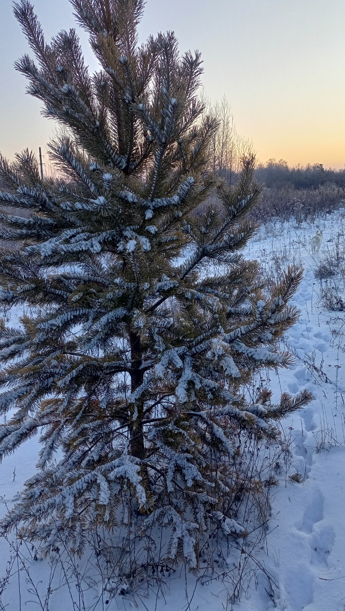 Фото автора канала "Волнушка"