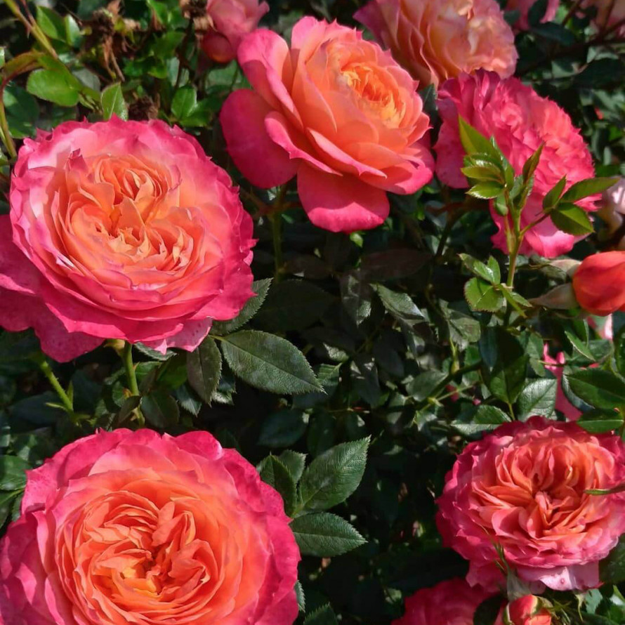 Фото из свободного доступа