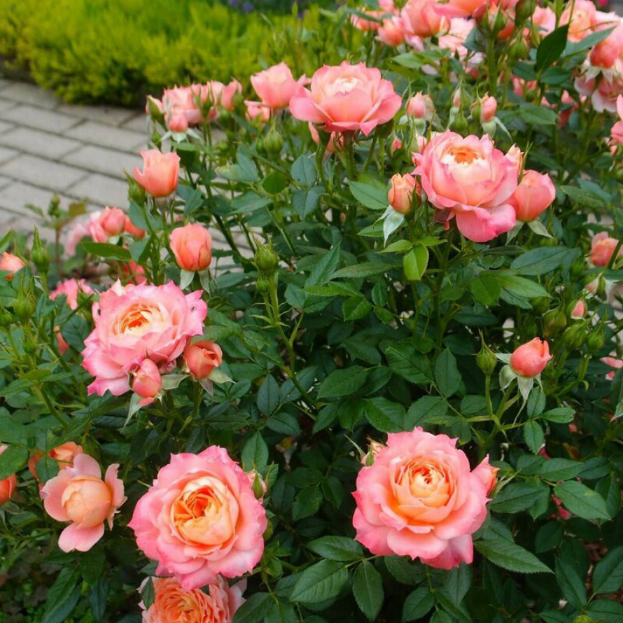 Фото из свободного доступа