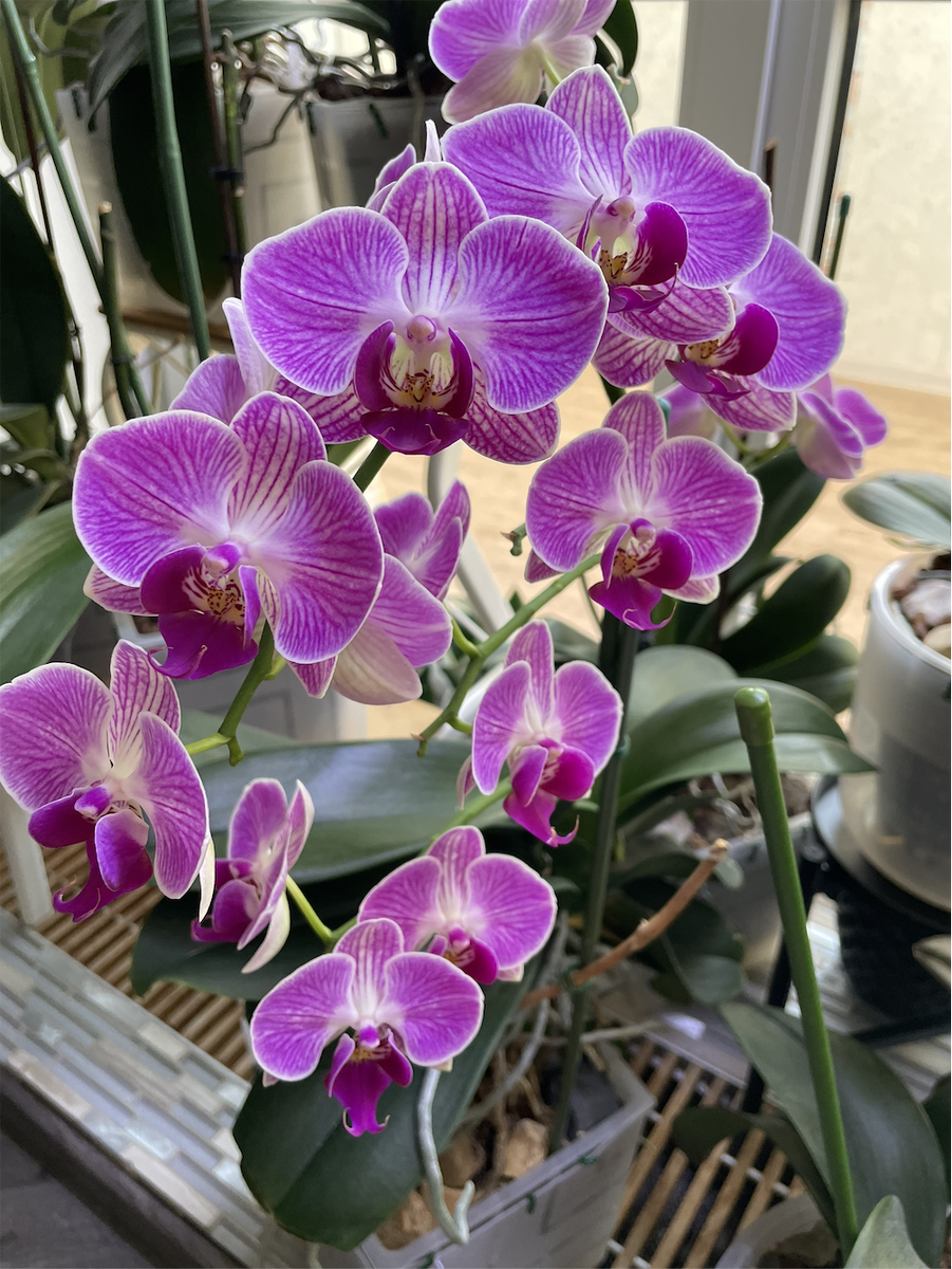 Моя голубая орхидея безимяшка - самая крупная в коллекции. Орхидеи С Еленой Кузнецовой