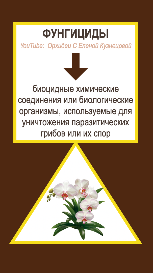 Фунгициды - это вещества, которые уьивают грибки у растений. Орхидеи С Еленой Кузнецовой