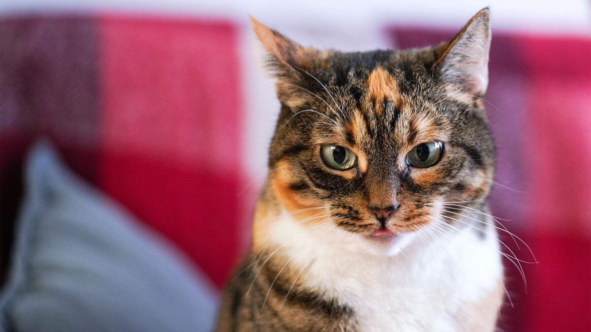 Фото: ИЗВЕСТИЯ/Анна Селина