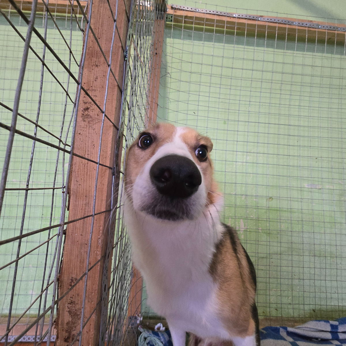 любопытный нос прижался к решетке